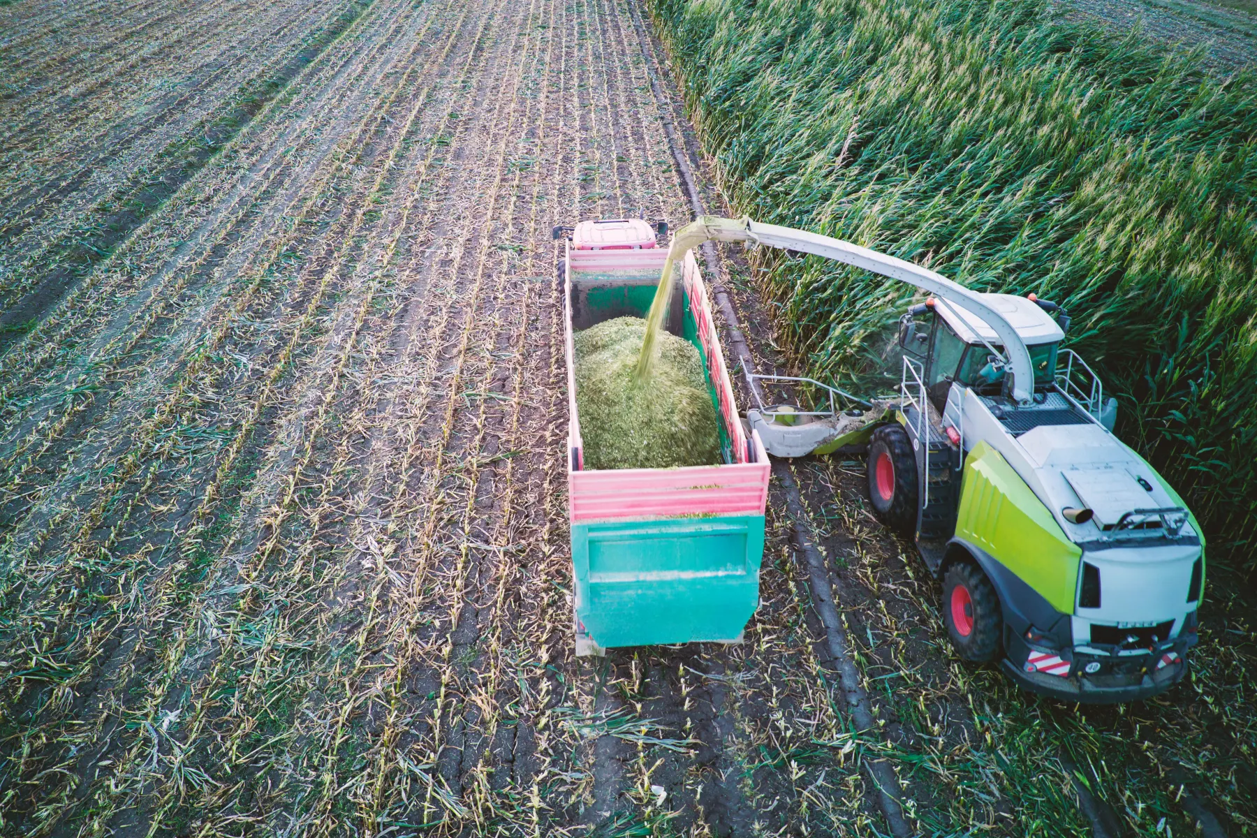 Finsnitter høster majs til ensilage